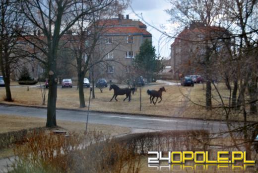 Dwa konie biegają od kilku dni po Byczynie