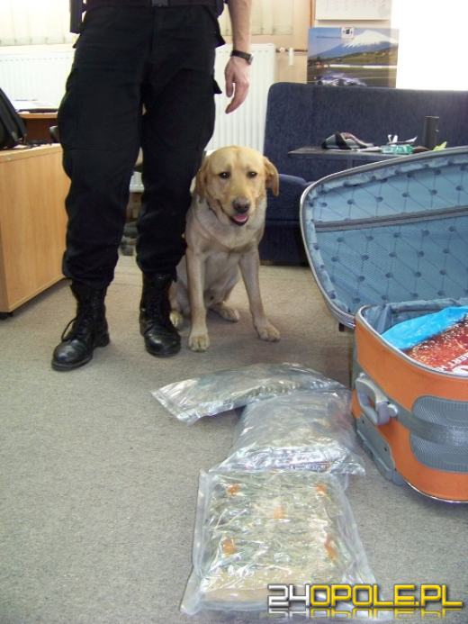 Graffi wywęszył w bagażu ponad kilogram marihuany