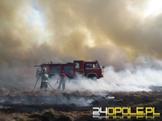 Płonie las w leśnictwie Brynica
