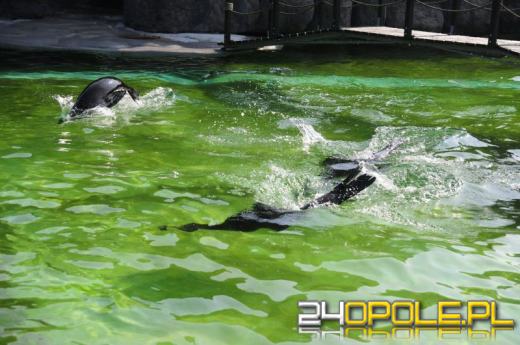 Do opolskiego ZOO przyszła wiosna