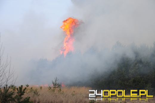 Ogromny pożar lasów między Turawą a Ozimkiem