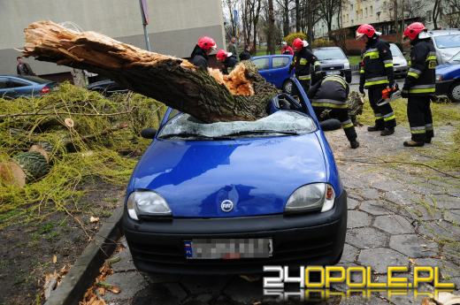 Powalone drzewo zmiażdżyło samochód