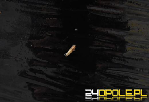 Ratusz broni kasztanowców w Opolu