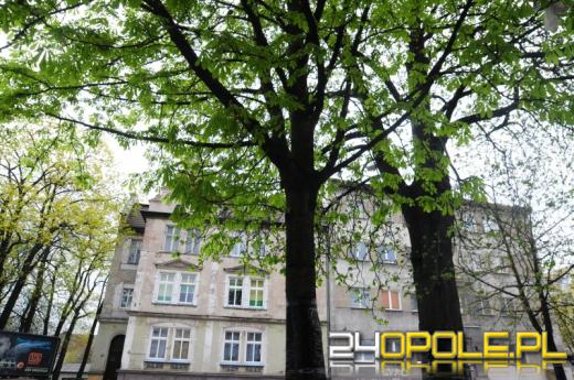 Ratusz broni kasztanowców w Opolu