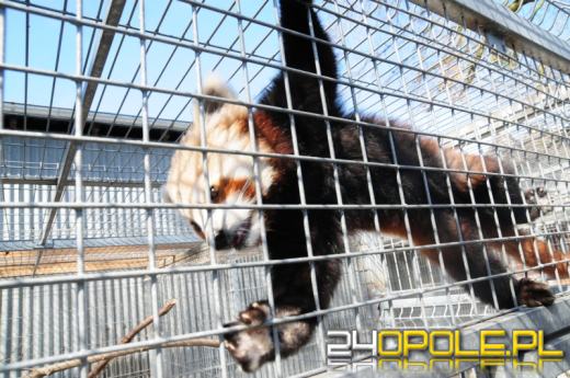 Poznajcie Floriana - nowego mieszkańca opolskiego ZOO