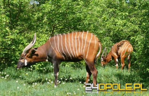 Młody serwal po raz pierwszy na wybiegu