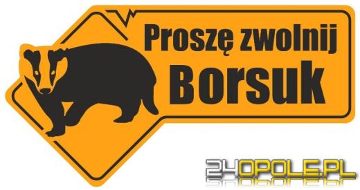 Gmina Murów z borsukiem na tablicach. Konkurs rozstrzygnięty