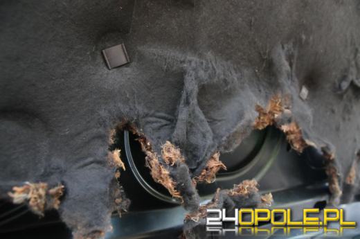 Kuny atakują nasze samochody