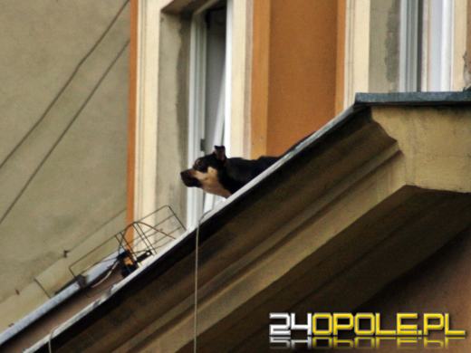 Nietypowa akcja opolskich strażaków