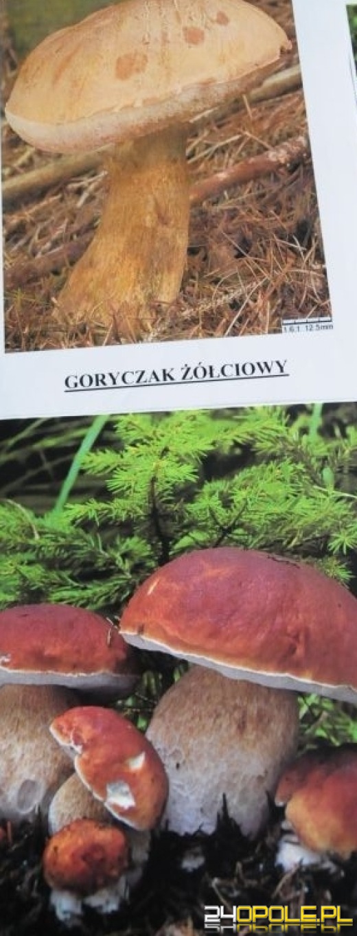 Bezpieczne grzybobranie: pomyłka może kosztować życie