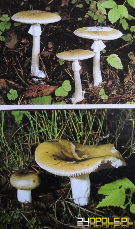 Bezpieczne grzybobranie: pomyłka może kosztować życie