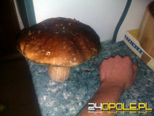 Kolejne rekordy grzybobrań w lasach pod Opolem