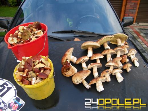 Zobacz zdjęcia z grzybobrania naszych czytelników