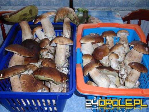 Zobacz zdjęcia z grzybobrania naszych czytelników