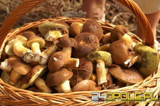 Zobacz zdjęcia z grzybobrania naszych czytelników