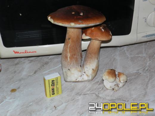 Zobacz zdjęcia z grzybobrania naszych czytelników