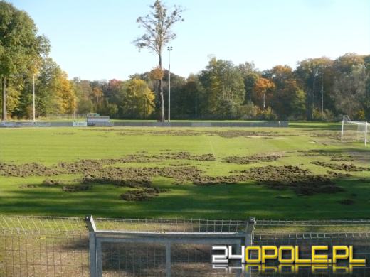 Dziki zniszczyły boisko w Sławięcicach