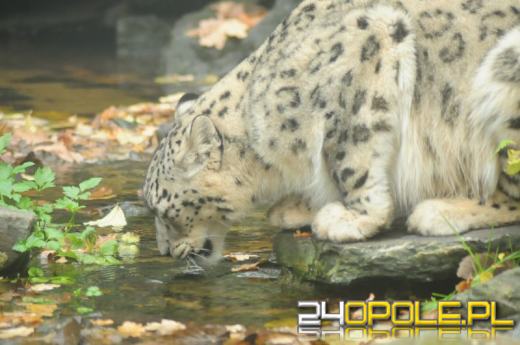 Drapieżny i piękny. Indus - nowy mieszkaniec opolskiego ZOO