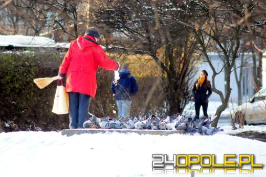 Znów można korzystać z miejskich karmników dla ptaków