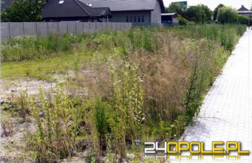 Dzięki miejskiemu konkursowi odnowiono kilka podwórzy w Opolu