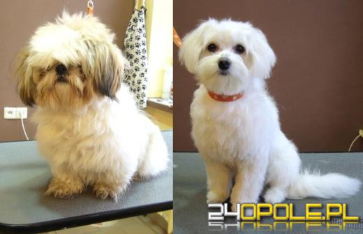 Do Opola zawitała moda na psiego fryzjera