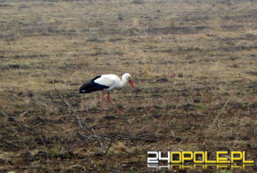 Pierwsze bociany przyleciały na Opolszczyznę