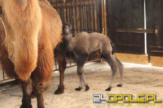 W opolskim zoo urodził się wielbłąd. Wybierz mu imię!