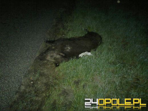 Samochód jadący autostradą uderzył w dzika