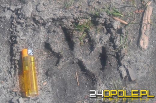 Dziki kot w opolskich lasach? Łowczy zapewniają, że nie.