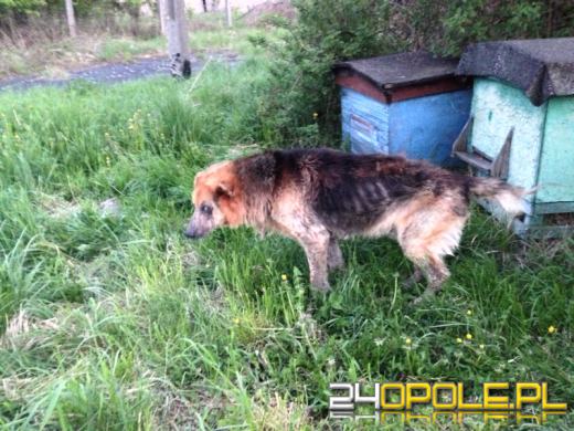 Porzuconego psa trzeba było uśpić. Właściciel jest zaskoczony.