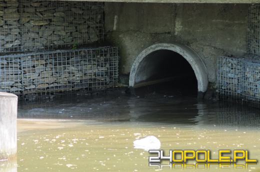Czytelnicy alarmują: ktoś wpuszcza ścieki do Młynówki 