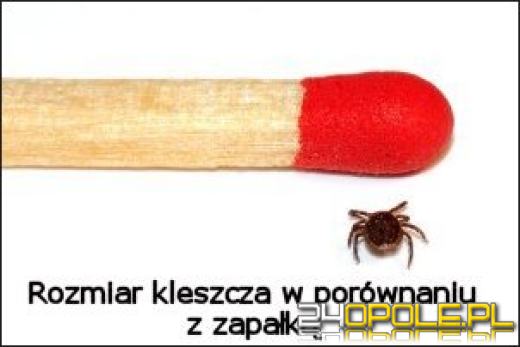 Uważajmy na kleszcze - w tym roku może być ich więcej niż zazwyczaj