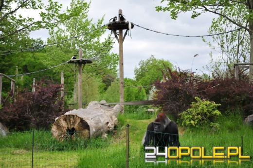 Goryl Ashmar ma towarzystwo na wybiegu