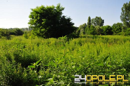 Nad kamionką Piast powstanie tor ćwiczeń dla psów