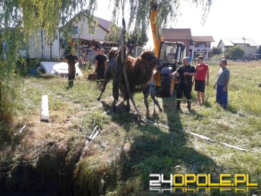 Strażacy wyciągali z rowu... wielbłąda