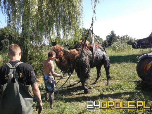 Strażacy wyciągali z rowu... wielbłąda