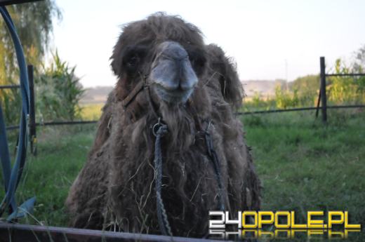 Skąd wielbłądy wzięły się w Kobylicach?