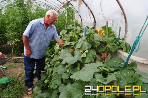 Gigantyczne dynie w Zdzieszowicach. Hodowca chce pobić kolejny rekord.