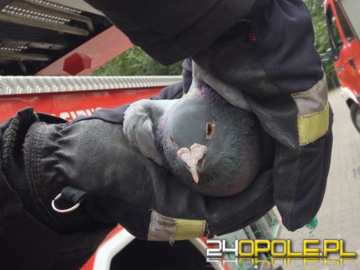 Nietypowa interwencja strażaków na Zaodrzu