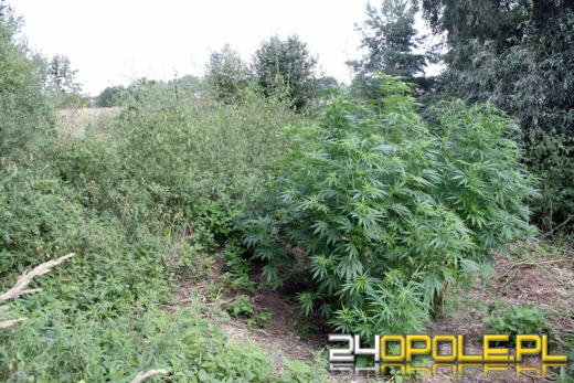 Plantacja konopi pod gołym niebem zlikwidowana