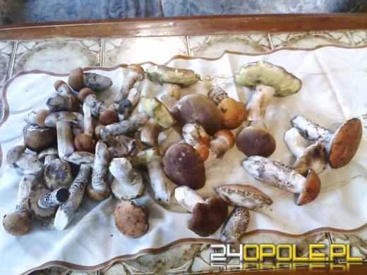 W lasach trwa sezon grzybobrania