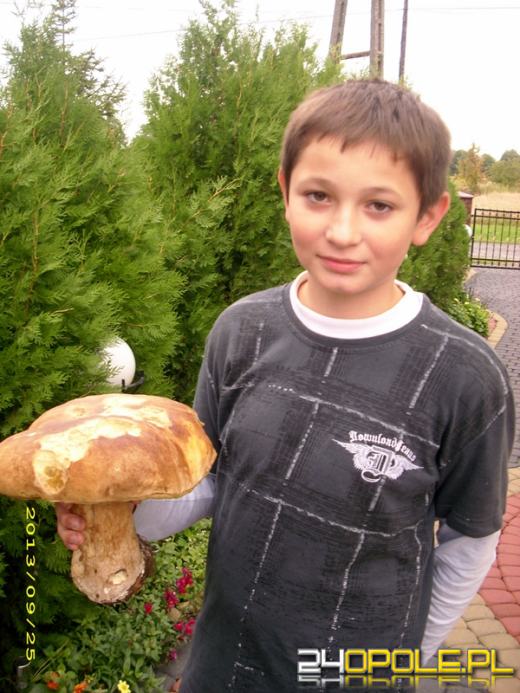 Rekordowe grzybobrania w opolskich lasach