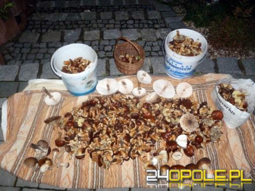 Rekordowe grzybobrania w opolskich lasach