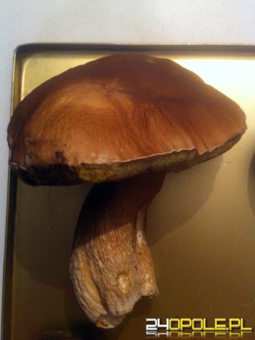 Rekordowe grzybobrania w opolskich lasach