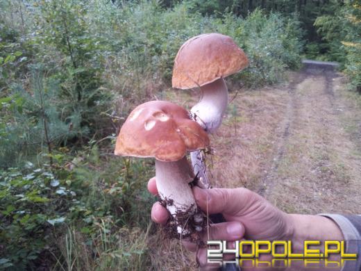 Rekordowe grzybobrania w opolskich lasach