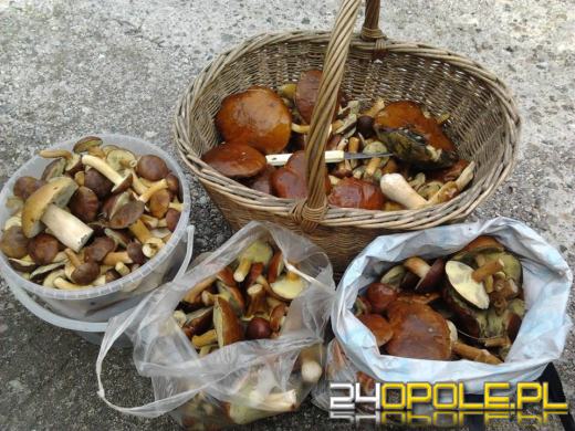 Rekordowe grzybobrania w opolskich lasach