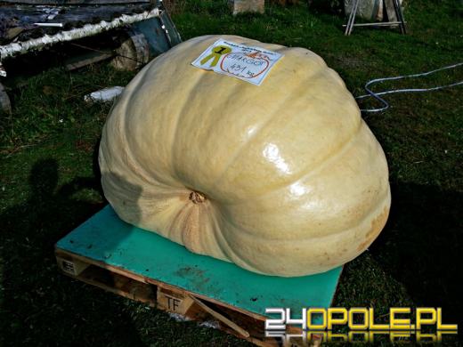 Największa dynia Polski urosła w Zdzieszowicach