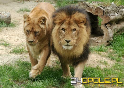 Lwy i tygrysy do ZOO w Opolu zawitają nieprędko