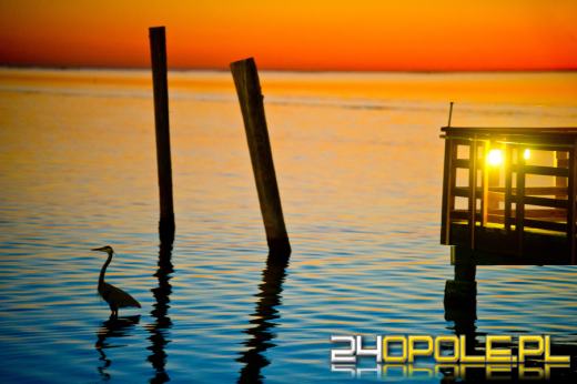 Czołówka polskich fotografów pomaga chorej opolance