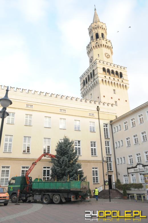 Choinka stanęła na opolskim rynku